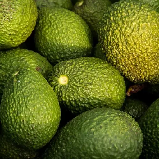 El aguacate hass orgánico ecuatoriano llega por primera vez al mercado ruso