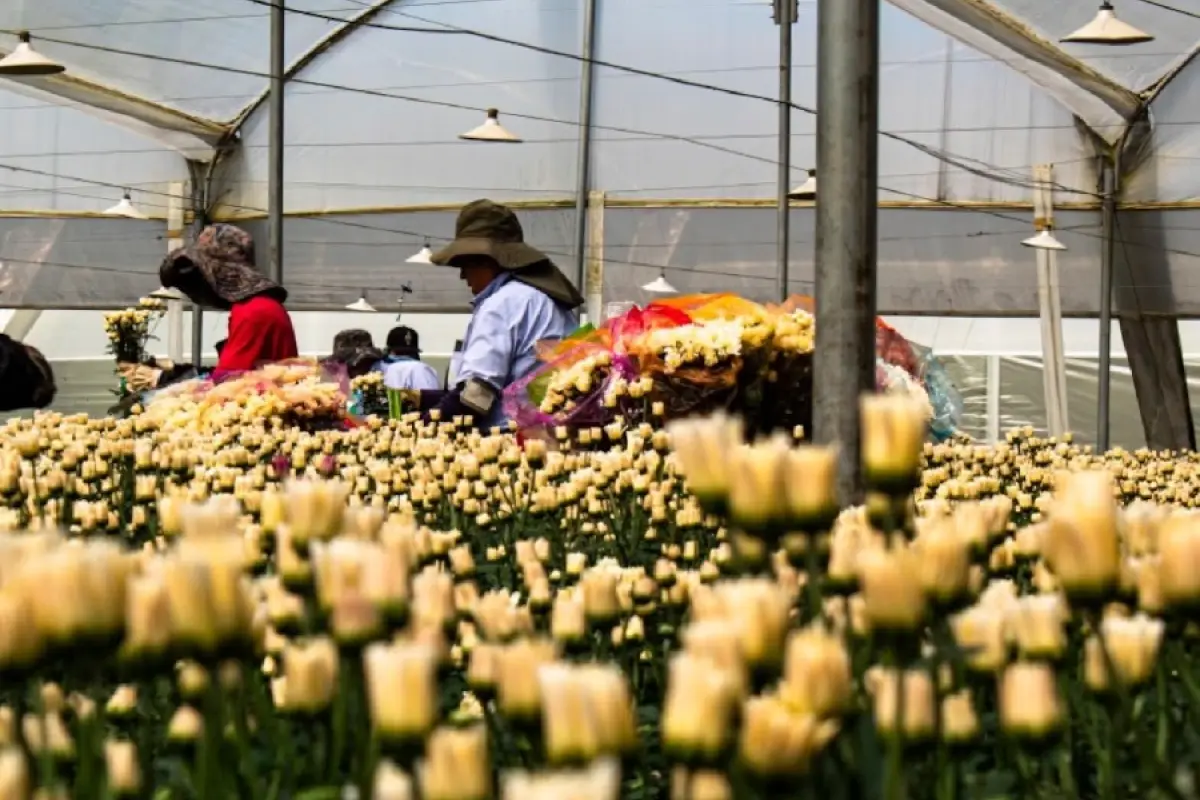 Tras un mes de paro, los sectores productivo y comercial de Imbabura reportan pérdidas por 70 millones de dólares.