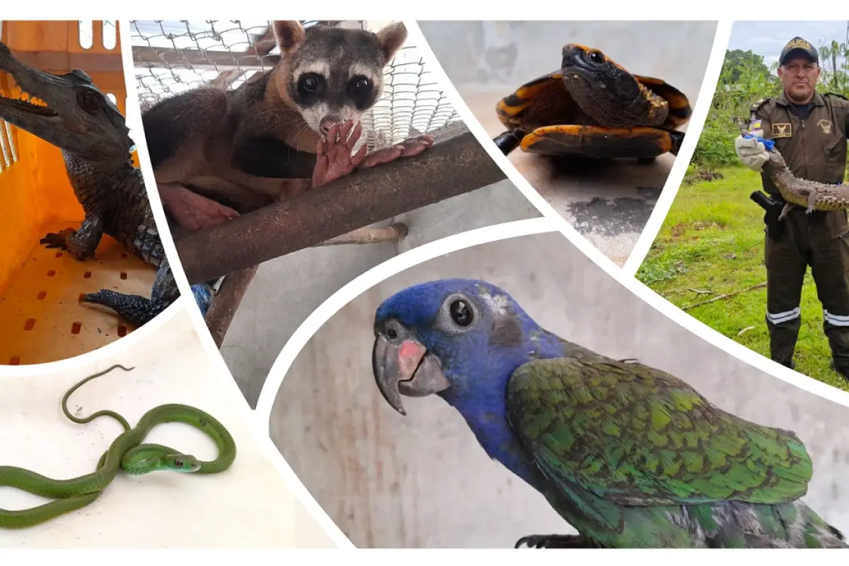 Ministerio de Ambiente ejecutó más de 300 operativos para proteger la vida silvestre en Ecuador