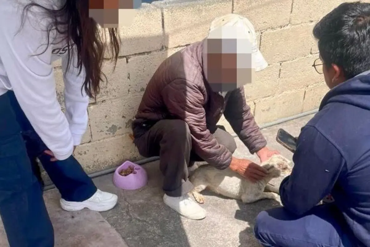 Tutor que golpeaba a cinco perros en Quito fue multado con USD 11.593