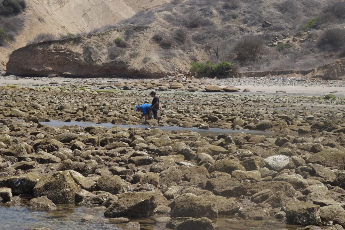 Marisqueando, Corrales ancestrales del Ligüiqui: Un puente entre el pasado milenario y la sostenibilidad actual.