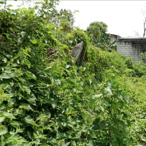 Más de 100 dueños de terrenos son notificados cada mes por predios llenos de maleza