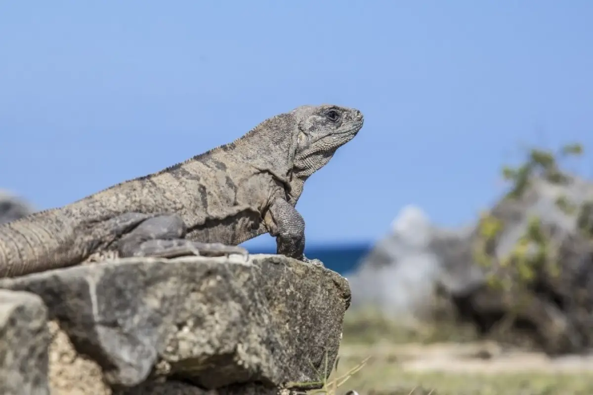 Ecuador busca frenar el comercio internacional de iguanas de Galápagos