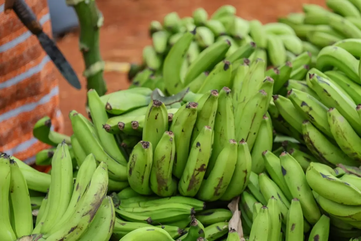 Daniel Noboa reforma el reglamento de la ley para estimular y controlar la producción y comercialización del banano y otras musáceas de exportación. (Pexels)