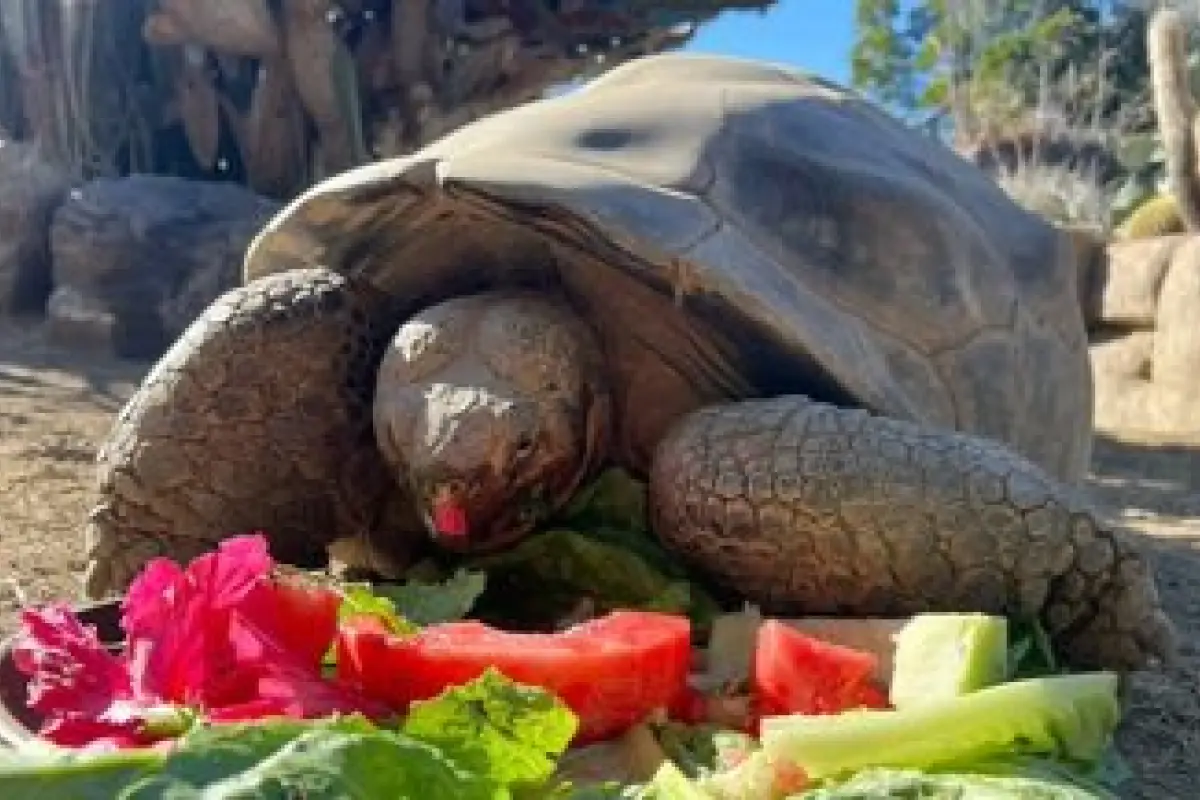 Gramma, la tortuga Galápagos que murió en San Diego, sufría de condiciones óseas crónicas relacionadas con su avanzada edad,  