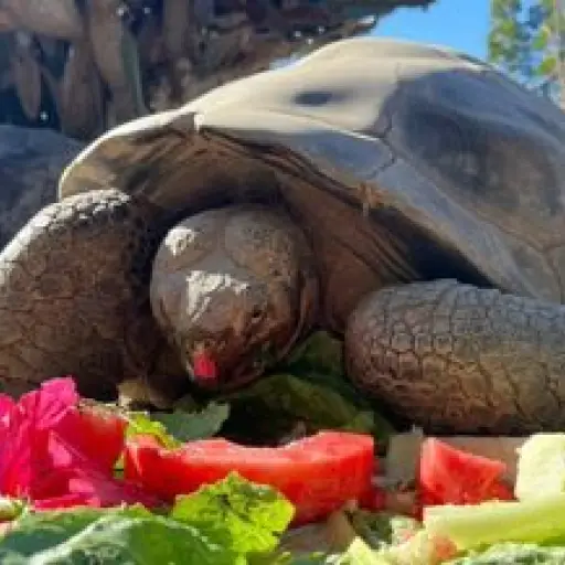 Gramma, la icónica tortuga Galápagos del Zoológico de San Diego muere a los 141 años