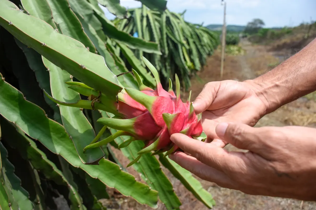 ¡Luz verde! Pitahaya ecuatoriana vuelve a Perú Conozca los nuevos requisitos que abren un mercado de  millones