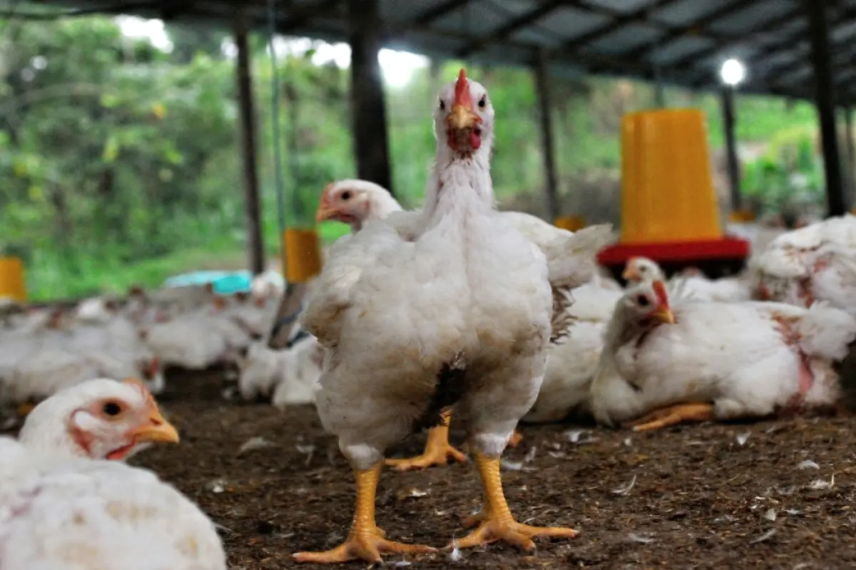 Ecuador aplica más de 56 millones de dosis de vacunas contra influenza aviar para asegurar la calidad del pollo y su exportación. (Pexels)
