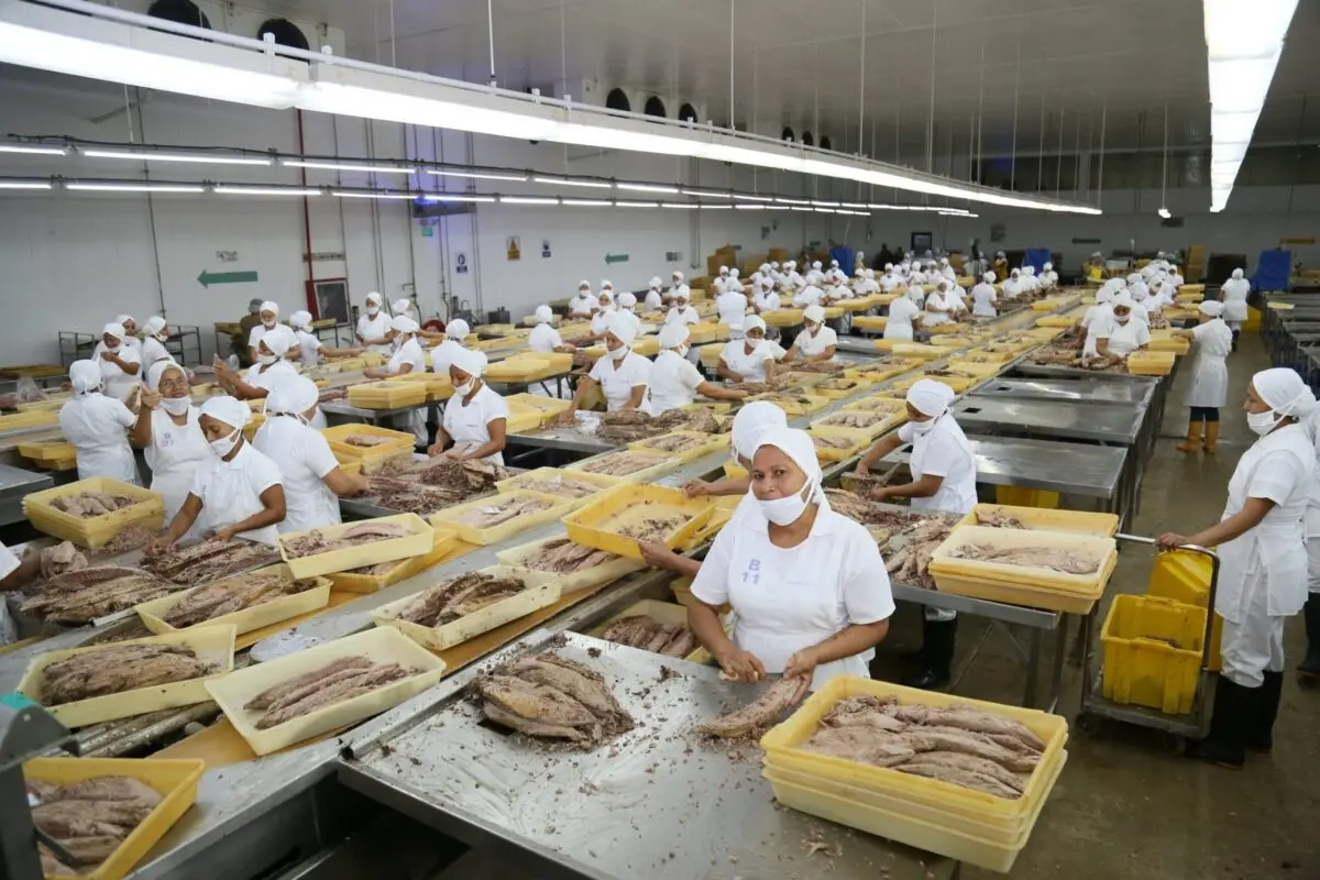 Exportaciones de pescado: Ecuador se consolida como una potencia acuícola y atunera mundial. (CFN)