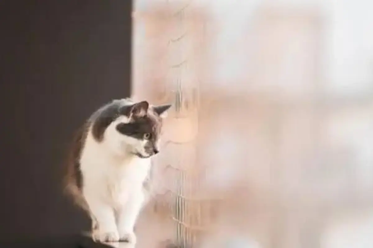 Insólito accidente en España: un gato cae desde un cuarto piso y golpea a un peatón