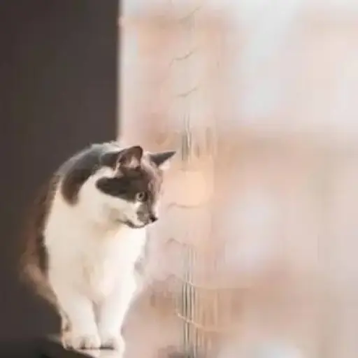 Un gato cae desde un edificio y hiere a un hombre que caminaba tranquilamente