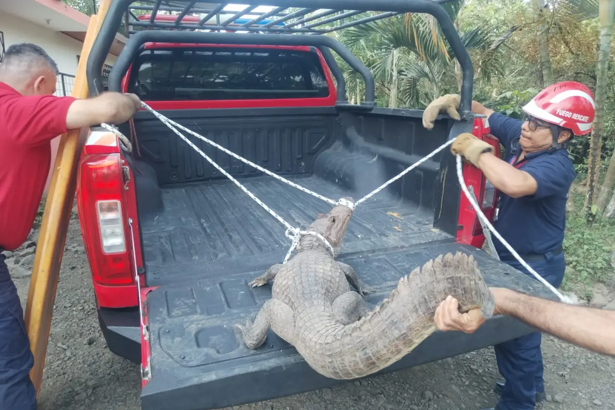 Capturan a un caimán que apareció en un estero de San Pedro de Suma en El Carmen