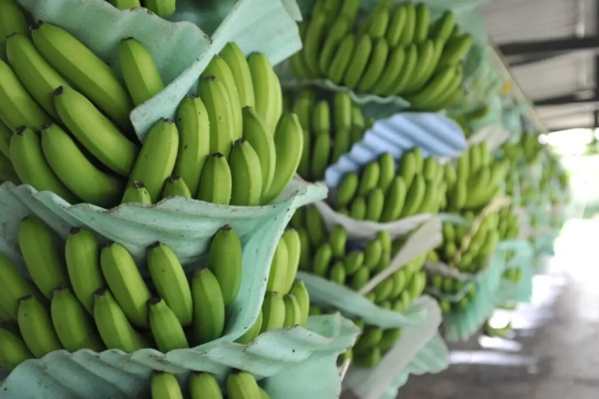 Ecuador activa plan de contingencia ante detección de hongo Fusarium en plantaciones bananeras. 

