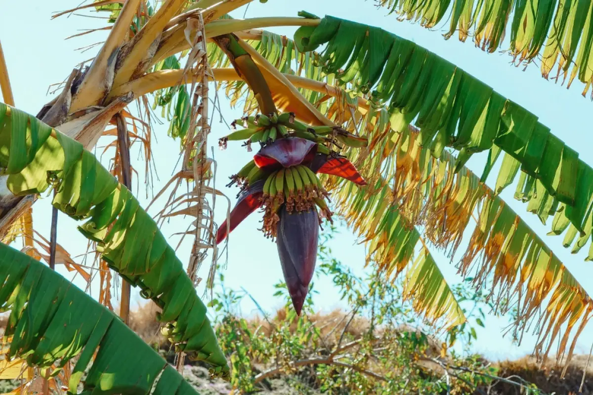 Ecuador blinda su producción bananera con estrictos protocolos ante el hongo Fusarium Raza 4. (Pexels), 