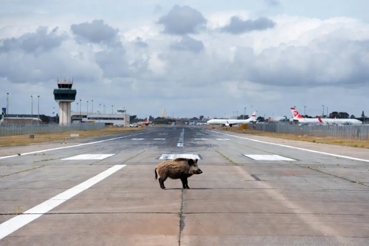 El aeropuerto de A Coruña suspendió temporalmente sus operaciones tras detectarse la presencia de un jabalí en la pista, lo que obligó a desviar y retrasar varios vuelos. Foto generada con IA. 