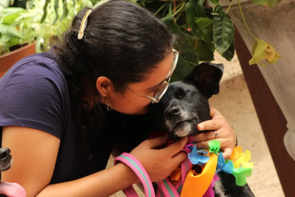 ProAnimal sugiere crear rutinas calmantes, como juegos suaves antes de las celebraciones., 