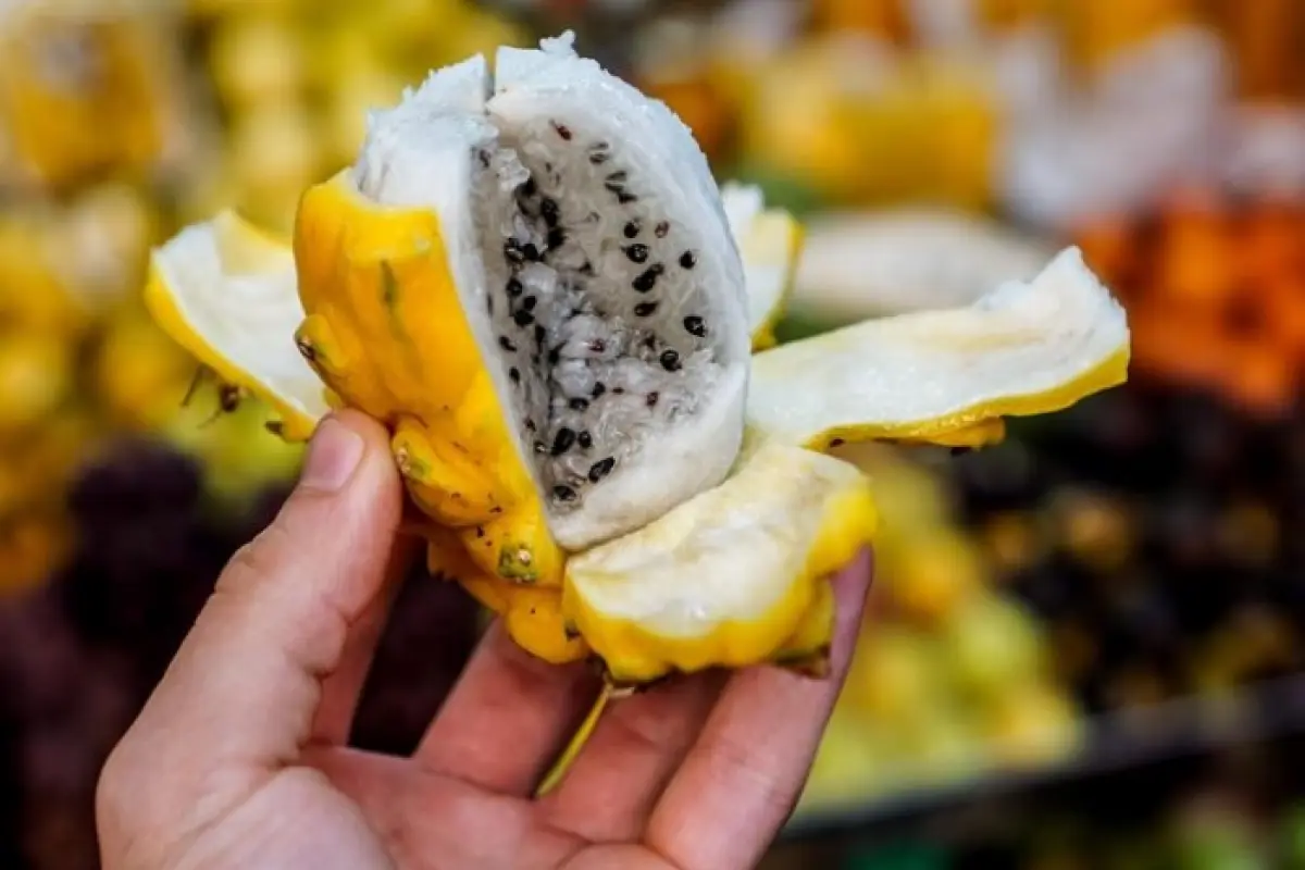 La exportación de pitahaya ecuatoriana creció con fuerza en 2025.