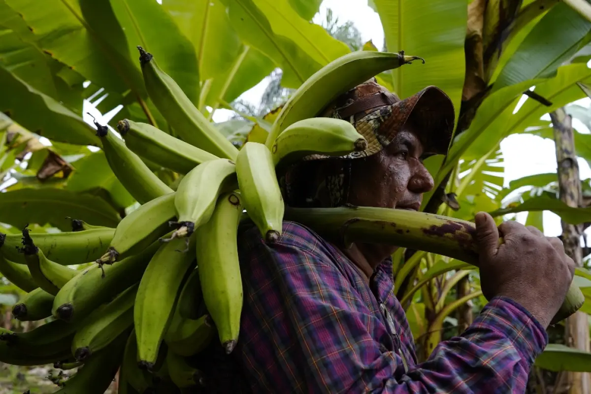 Ecuador se suma a la lista regional de países afectados por la plaga Fusarium Raza 4 que afecta a plantaciones de musáceas. (API), 