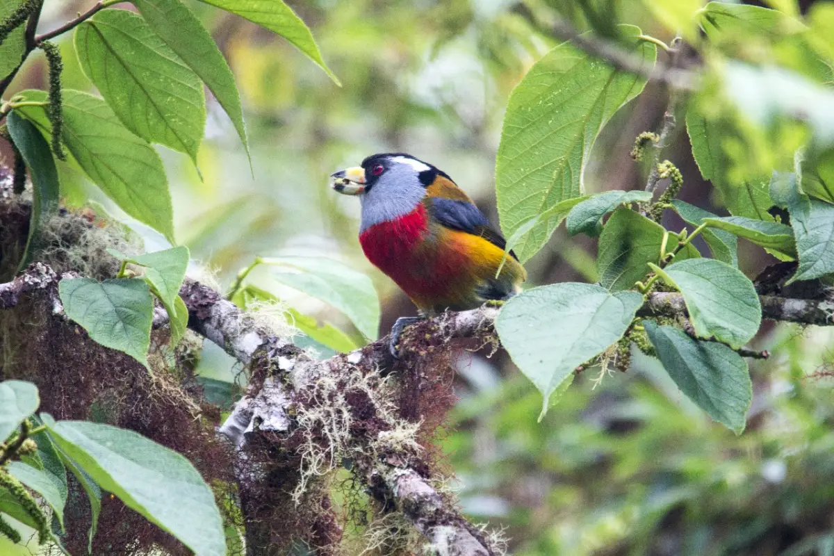 The Wall Street Journal destaca al Chocó Andino como destino imperdible por su naturaleza y ecoturismo. Foto: Ministerio de Turismo de Ecuador. 