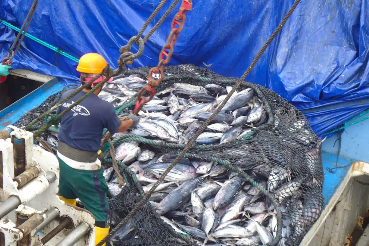 El 62% de las exportaciones de atún de Ecuador tiene como destino la Unión Europea  que impuso tarjeta amarilla al país en 2019.