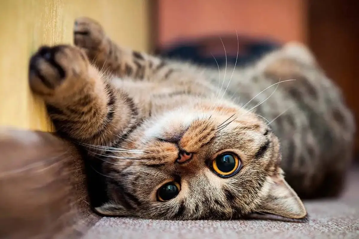 Panleucopenia felina 