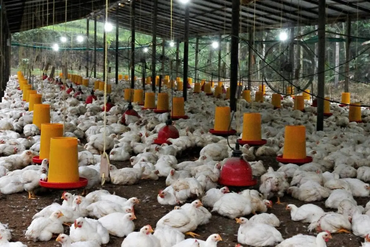 Cifras de la producción avícola en Ecuador muestran cambios en el consumo de pollo y huevos, Conave.