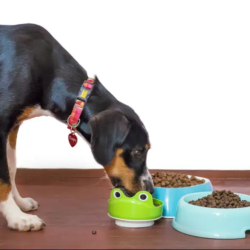 Alimentos de mascotas: hace un año se eliminó el IVA, ahora suben de precio  
