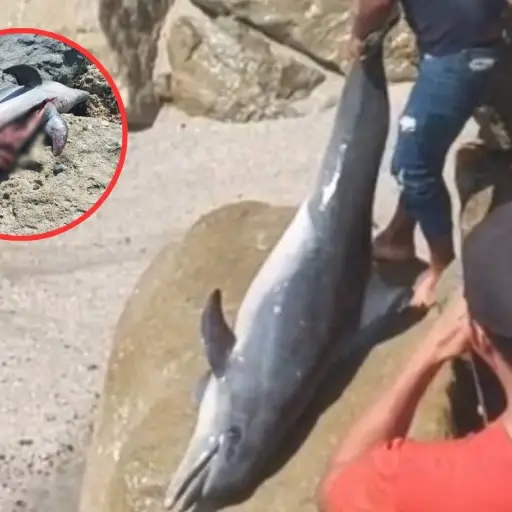 Video de delfín eviscerado en playa de Crucita, en Portoviejo, genera críticas en redes