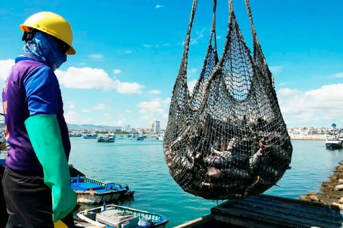 Después de Tailandia, Ecuador se ubica en el top 2 con más exportaciones de procesados y enlatados de atún a escala global, según la Organización de las Naciones Unidas para Alimentación y la Agricultura (FAO)., Cámara Marítima del Ecuador