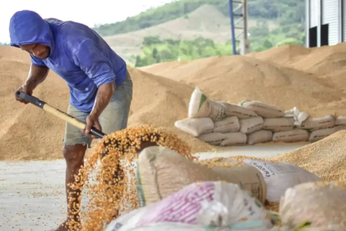 El maíz es uno de los productos agrícolas más importantes de Ecuador. 
