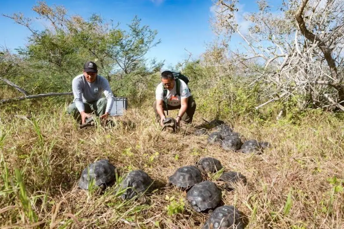 Tortugas