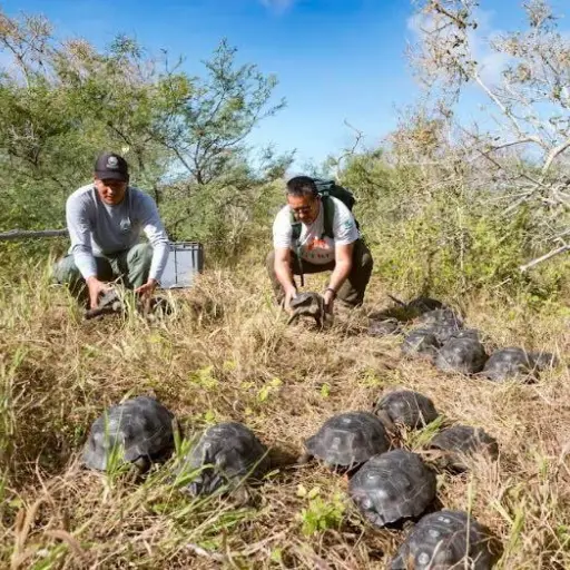 Ministerio de Ambiente ejecuta la liberación de 277 tortugas gigantes en tres islas de Galápagos
