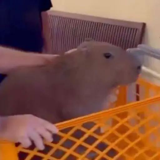 Un capibara ingresa a supermercado en Rio Branco y es liberado sin incidentes