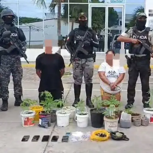Desmantelan cultivo casero de marihuana en Montecristi: Hay dos detenidos 