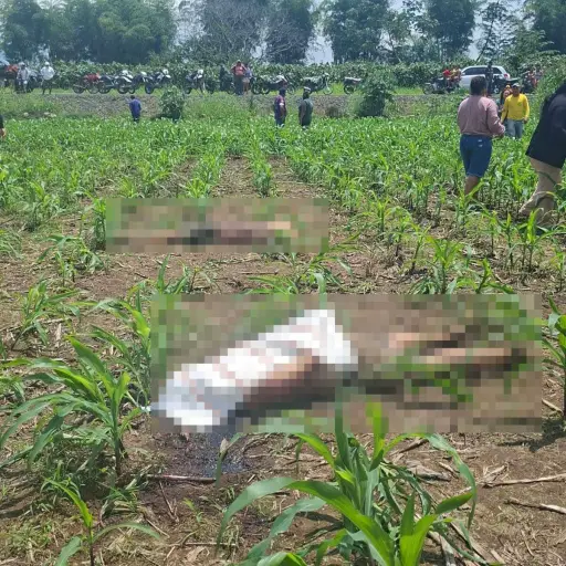 Ventanas hallan sin vida a dos adolescentes en un maizal del recinto La Polvareda