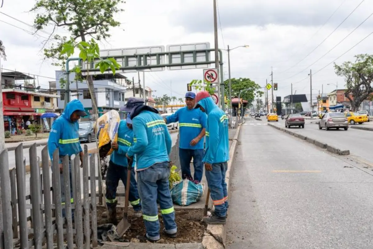 Guayaquil reemplaza palmeras por árboles nativos en corredores viales., El Diario
