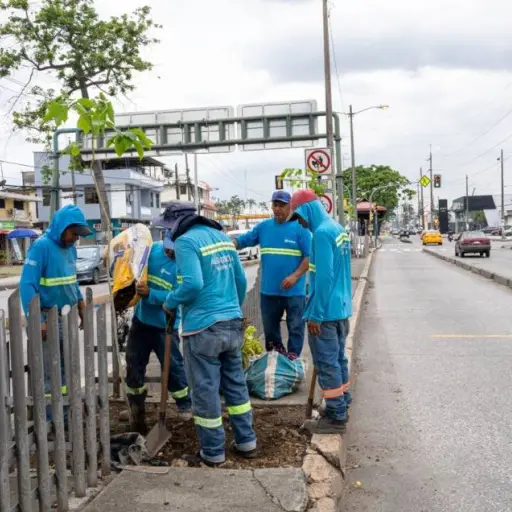 Municipio sustituye 149 palmeras por especies nativas en avenidas del sur de Guayaquil