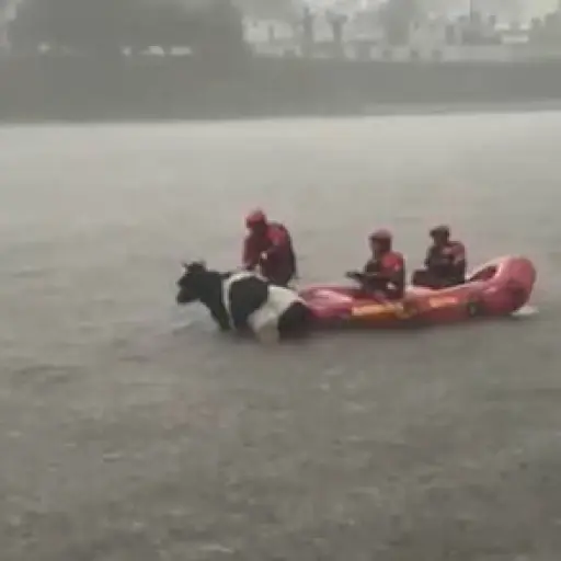 Bomberos de Quito rescatan a la vaca Estrellita entre truenos y lluvias
