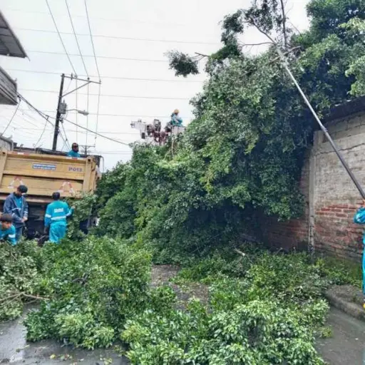 Respuesta rápida a caídas de árboles por lluvias: Parques EP reporta cero heridos  
