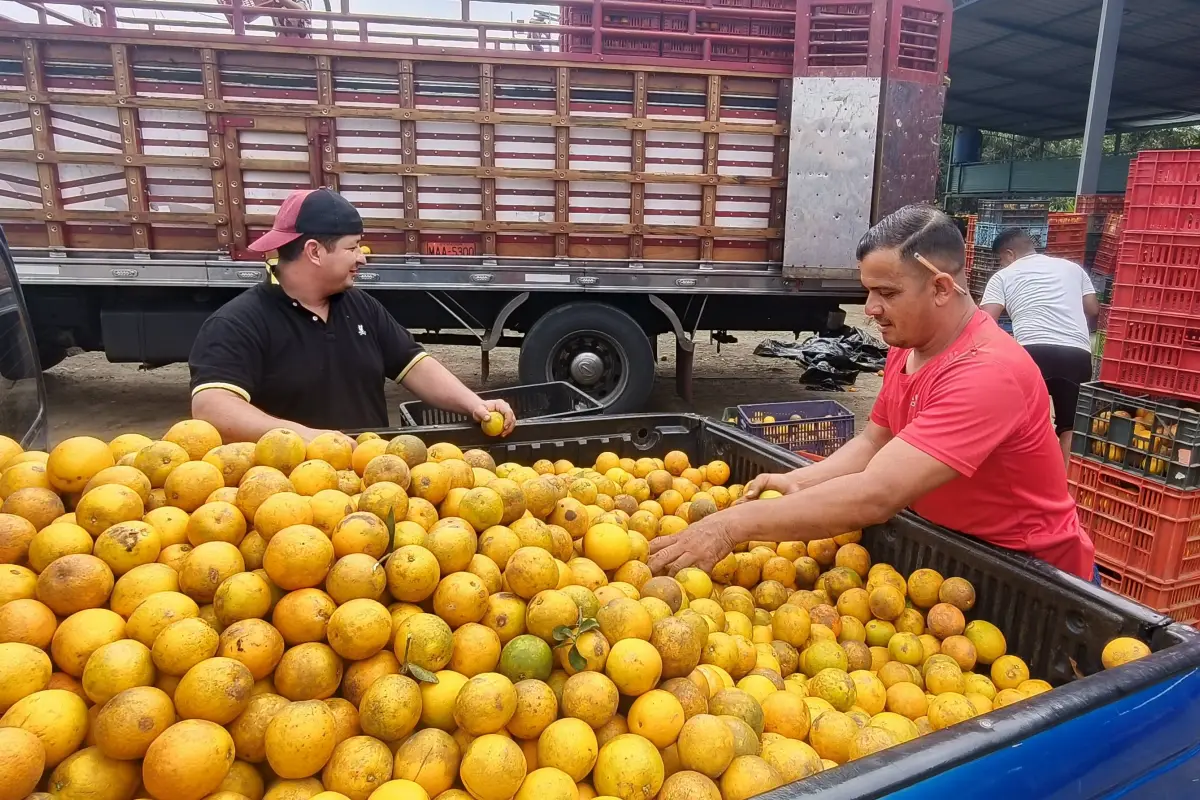 La producción de naranjas en el cantón Chone, César Vélez
