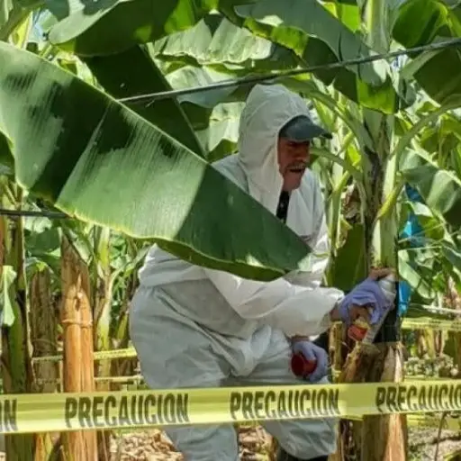 Agrocalidad activa protocolo de emergencia en El Oro tras fuertes lluvias y brote de Foc R4T