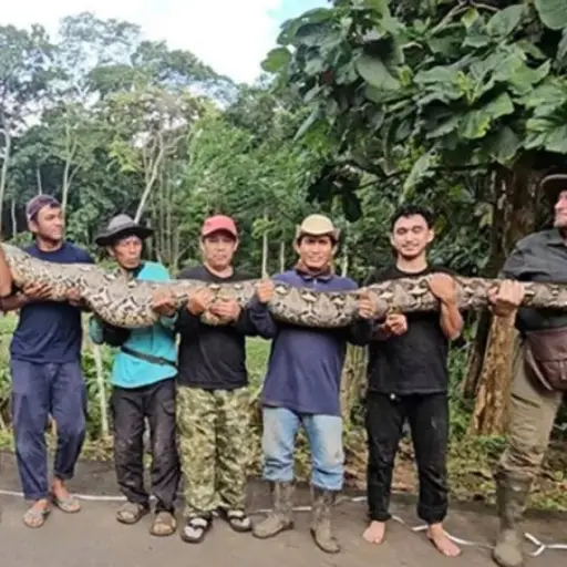 Pitón de 7.2 metros estableció nuevo récord como la serpiente salvaje más larga del mundo