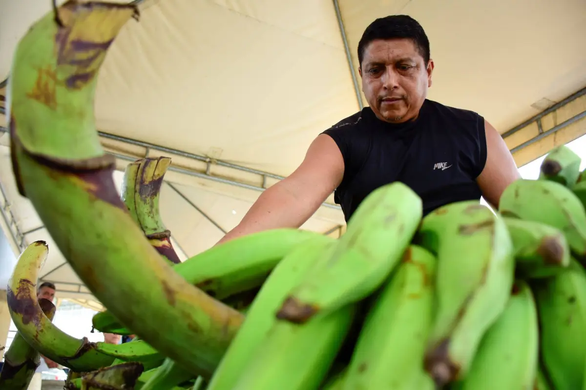 Baja el precio del plátano, producción El Diario