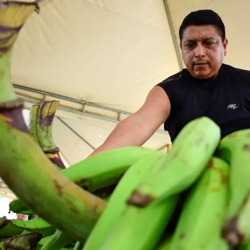 ¿Vuelve el bolón económico? El precio del plátano cae a la mitad en los mercados de Portoviejo