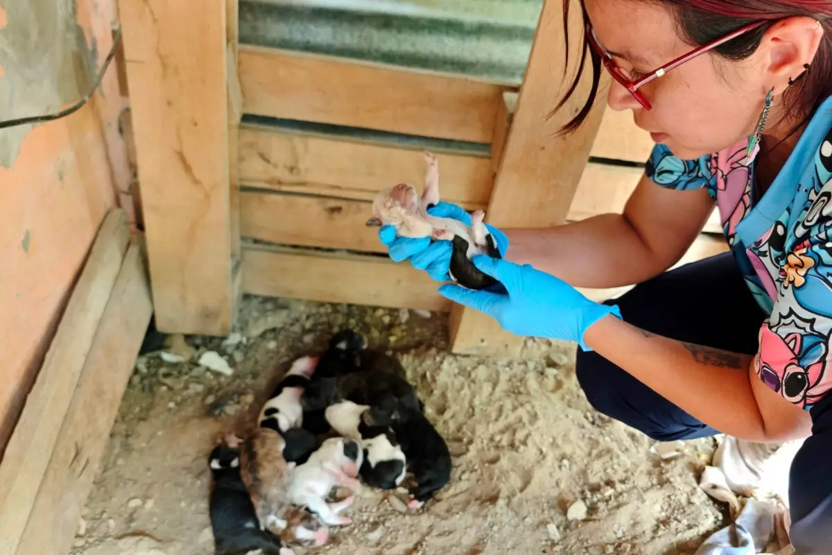 Manta alista jornada de esterilizaciones y afina proceso de agendamiento digital., El Diario