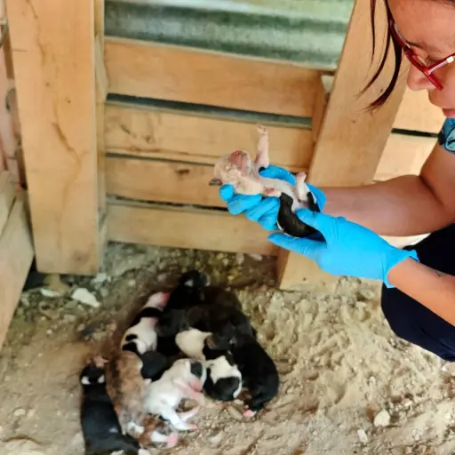 Municipio de Manta inicia esterilizaciones con enfoque en fauna callejera