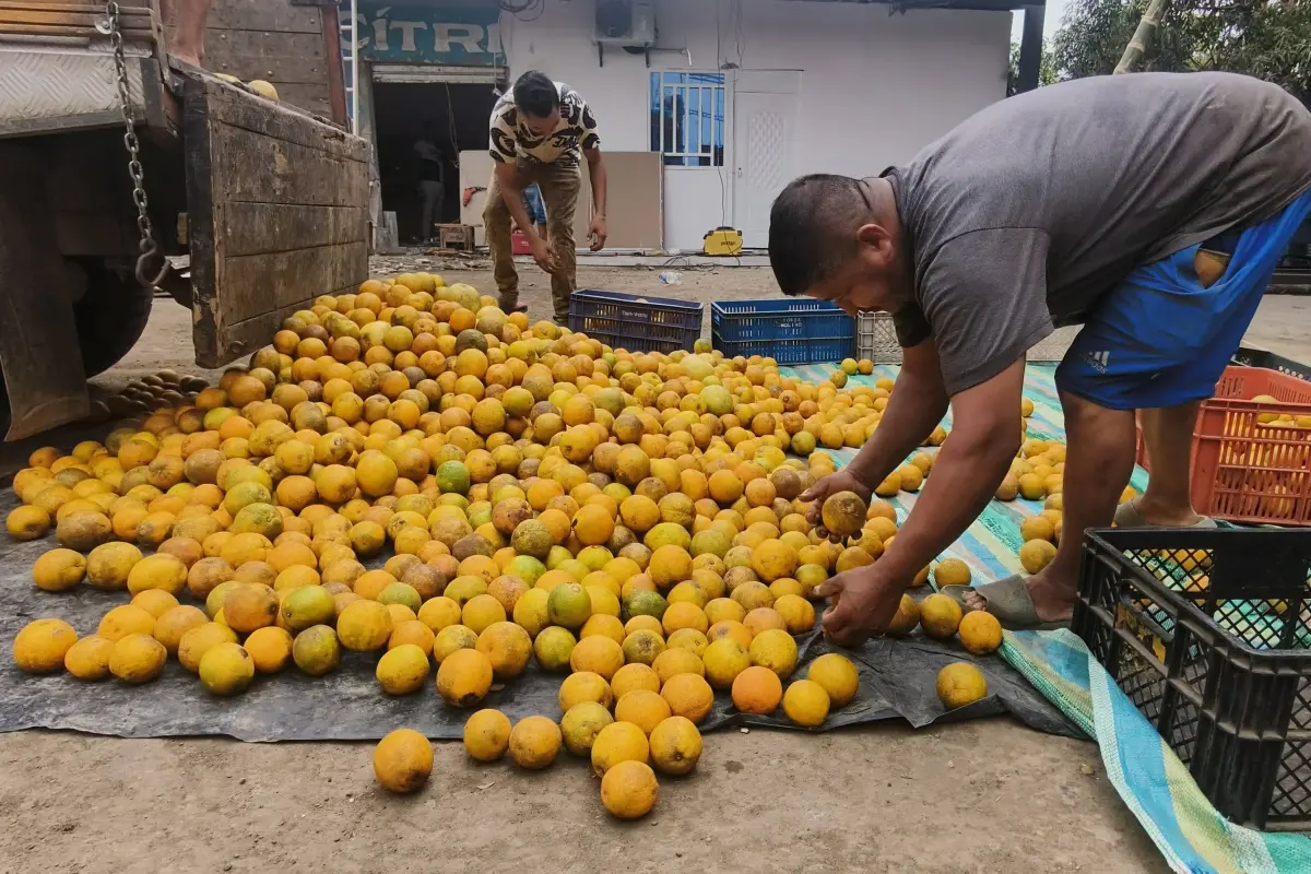 La comercialización de cítricos de Chone a Colombia se paraliza por aranceles, César Vélez