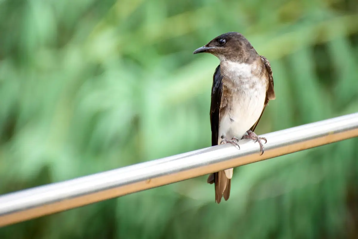 En el parque se puede observar varias especies de aves., El Diario