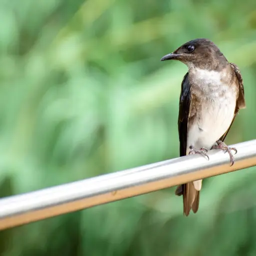 Aves de Norteamérica llegan hasta el parque Las Vegas de Portoviejo