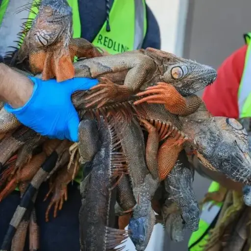 ¿Por qué caen iguanas de los árboles en Florida cuando hace frío? La ciencia lo explica